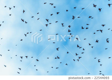 large flock of birds is flying 22544093