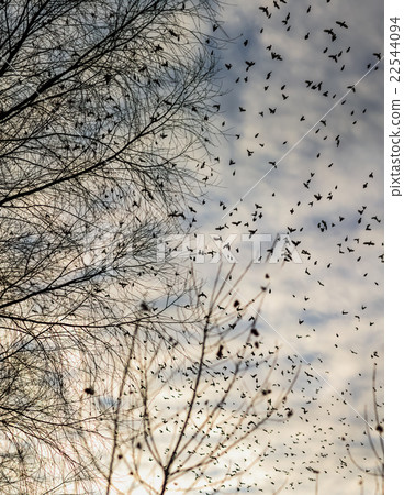 Fall - flock of birds migrating south 22544094