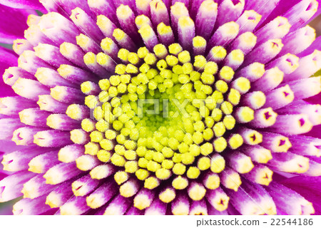 Flower center 22544186