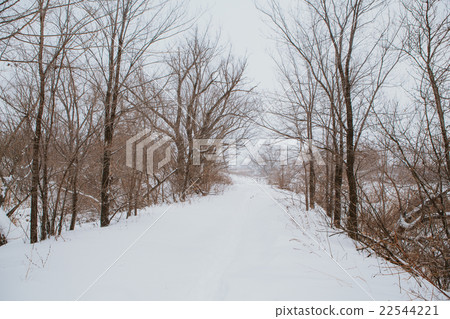 Winter landscape. Pine branch tree under snow Winter landscape. Pine branch tree under snow 22544221