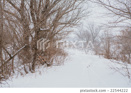 Winter landscape. Pine branch tree under snow Winter landscape. Pine branch tree under snow 22544222