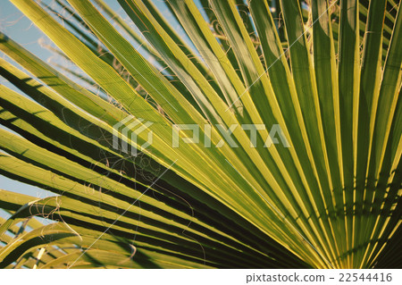 Palm leaf vintage effect. Sunlight falls through. Palm leaf vintage effect. Sunlight falls through. 22544416