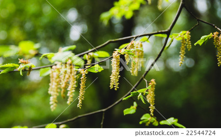 hazel flower 22544724