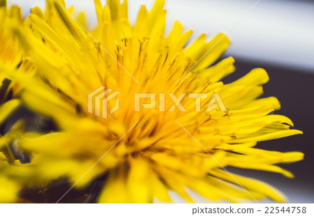 yellow dandelion flower close-up yellow dandelion flower close-up 22544758