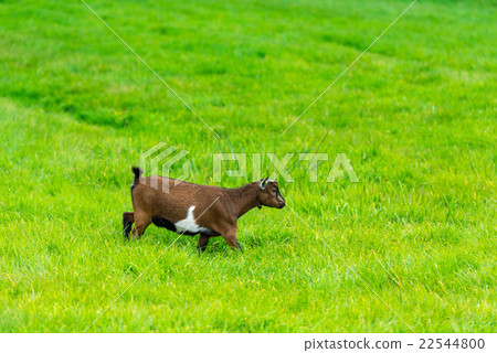 one goatling eating of green grass at farm one goatling eating of green grass at farm 22544800