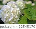 Kasakura Hase Temple的繡球花 22545170