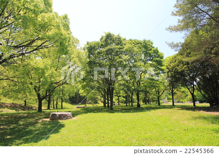 初夏公園 22545366