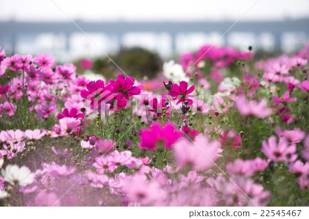 Kanagawa prefecture Hiratsuka-shi · Cosmos field along the Mugen River 22545467