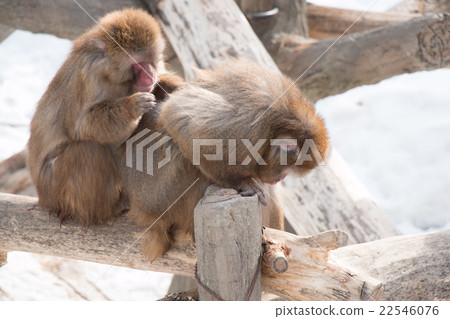 Japanese Snow monkey asleep on the log at hokkaido Japanese Snow monkey asleep on the log at hokkaido 22546076