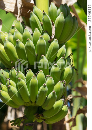 Organic banana bunch on tree Organic banana bunch on tree 22546313