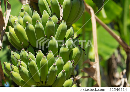 Organic banana bunch on tree Organic banana bunch on tree 22546314