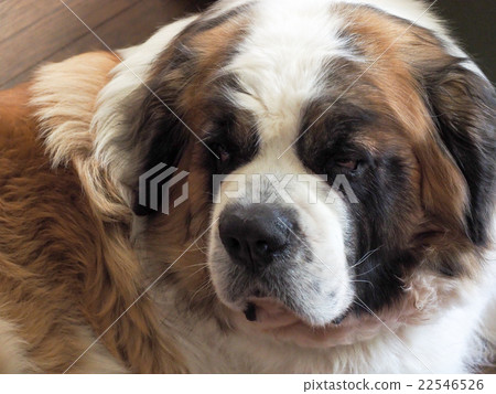 St. Bernard dog 22546526