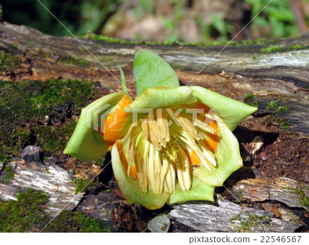 Mclean Liriodendron tulipifera flower 2016 22546567