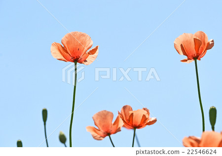 Nagami hinagishi (long fruit mustard) 22546624