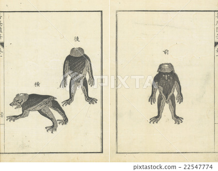 古董插圖“Kappa”(“Good Zen essentials”1850年) 古董插圖“Kappa”(“Good Zen essentials”1850年) 22547774