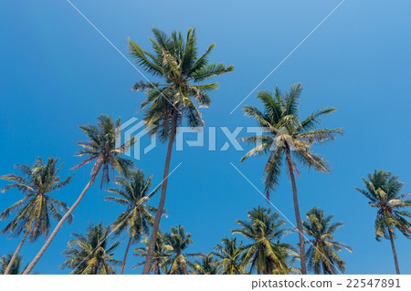 Coconut palm trees 22547891