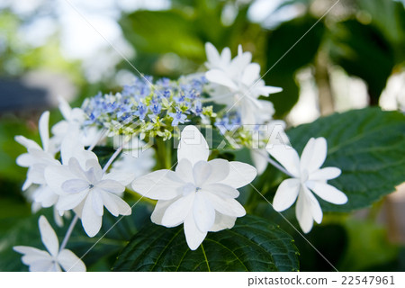 也是在父親節!淺藍色繡球花1 也是在父親節!淺藍色繡球花1 22547961