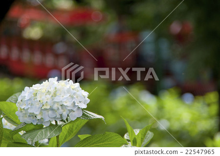 也是在父親節！淺藍色繡球花5 22547965