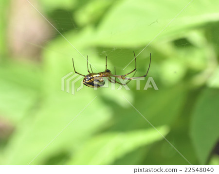 A kind of white spider A kind of white spider 22548040