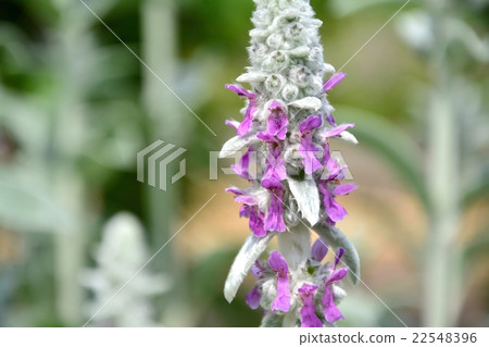 上升年 上升年 22548396