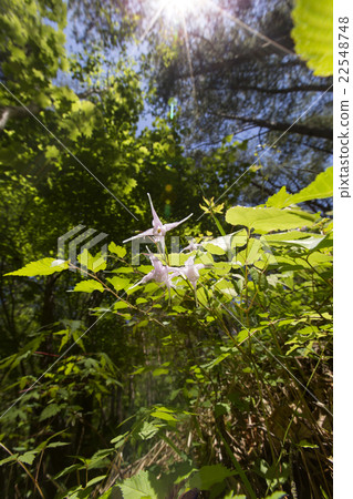 淡水韭菜 淡水韭菜 22548748