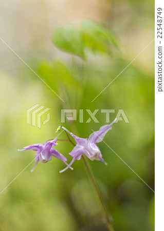 淡水韭菜 淡水韭菜 22548749