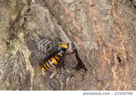 大虎頭蜂 大虎頭蜂 22548766