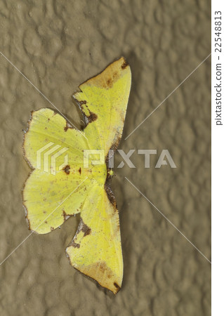 Insect Insect 22548813