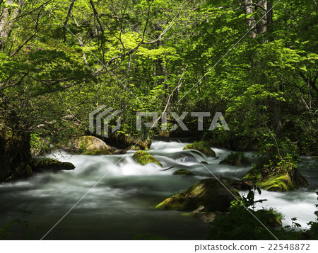 Oirase in fresh green Oirase in fresh green 22548872