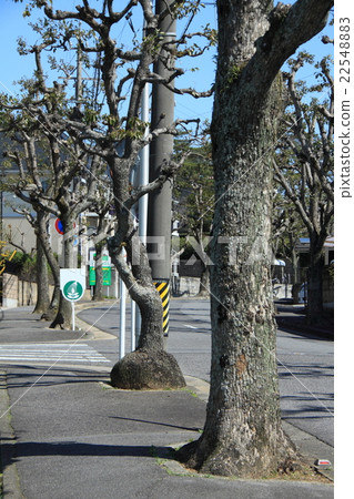 Stems of enlarged Camphor tree (comparison with other trees) Stems of enlarged Camphor tree (comparison with other trees) 22548883
