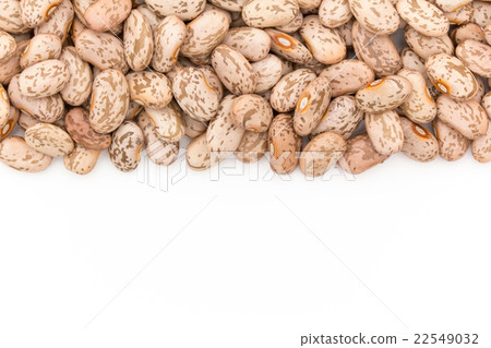 鵪鶉：斑豆 22549032