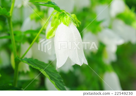 White fireflies 22549230