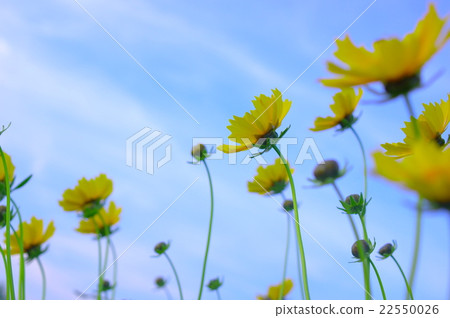 藍天和Okinaga花 22550026