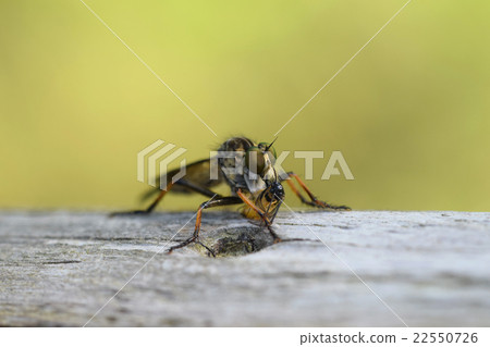 Magari Kemushihikiab捕獲獵物 22550726