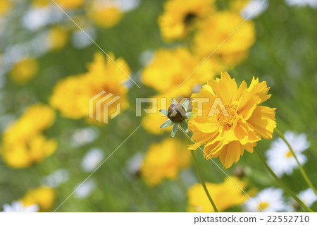 Koreopushisu 22552710