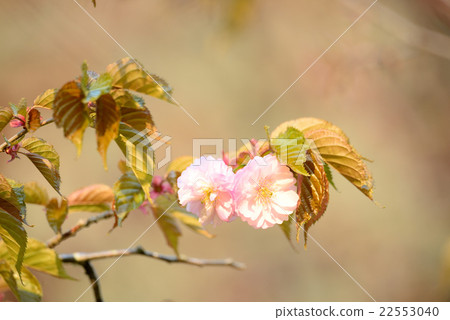 Kushiroyae Kushiroyae 22553040