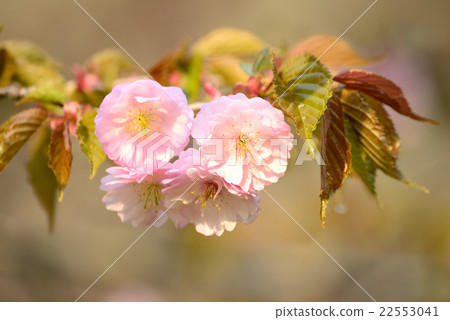 Kushiroya Kushiroya 22553041