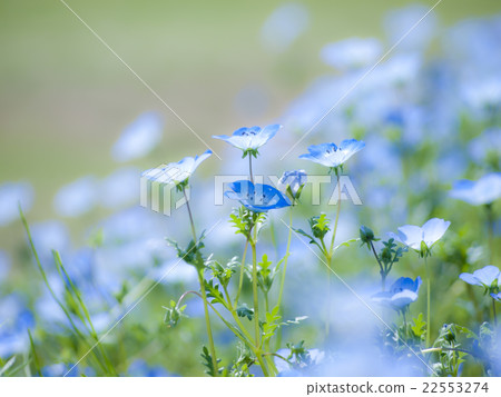 Nemophila領域 22553274