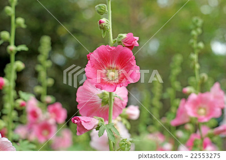 beautiful hollyhock flower or althaea flower 22553275