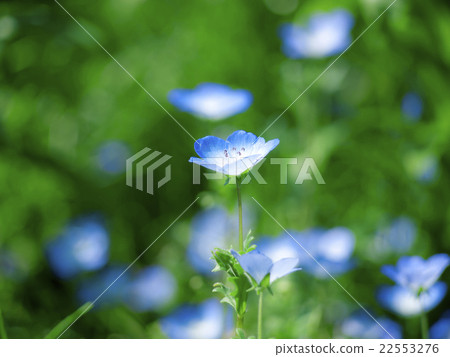 Nemophila花 22553276