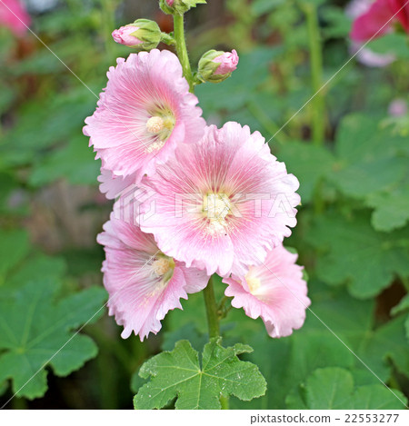 beautiful hollyhock flower or althaea flower 22553277