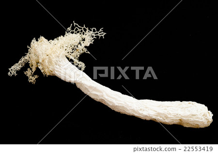 Dried Bamboo mushroom. Dried Bamboo mushroom. 22553419