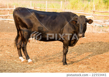 Black and white cow on local farm in Thailand 22553441