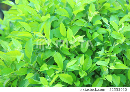 New green leaves moistly New green leaves moistly 22553930