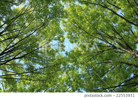 Looking at the fresh green trees 22553931