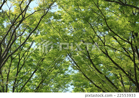Looking at the fresh green trees 22553933