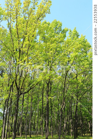 Fresh green trees 22553938