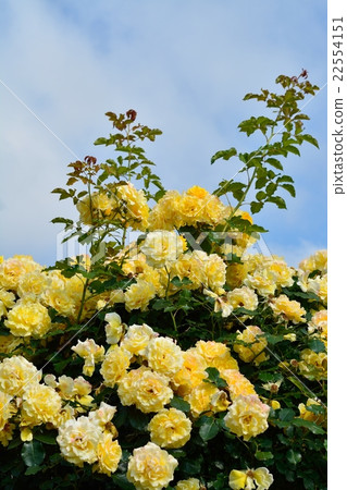 千葉縣八千代市的京成玫瑰園 22554151