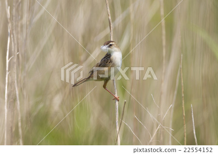 弗林特火 22554152