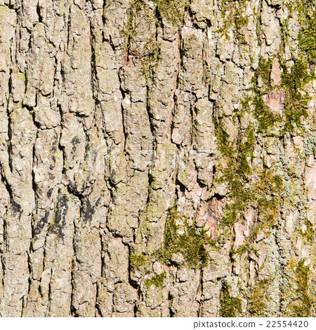Huge oak bark as background Huge oak bark as background 22554420